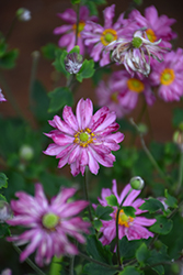 Fall In Love Sweetly Anemone (Anemone 'Fall In Love Sweetly') at Make It Green Garden Centre