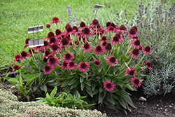 Delicious Candy Coneflower (Echinacea 'Delicious Candy') at Make It Green Garden Centre