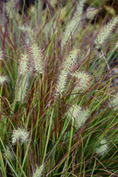 Burgundy Bunny Dwarf Fountain Grass (Pennisetum alopecuroides 'Burgundy Bunny') at Make It Green Garden Centre