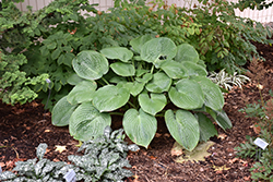 Humpback Whale Hosta (Hosta 'Humpback Whale') at Make It Green Garden Centre