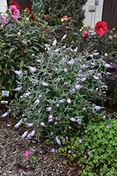 Monarch Glass Slippers Butterfly Bush (Buddleia 'Glass Slippers') at Lurvey Garden Center