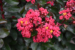 Cherry Mocha Crapemyrtle (Lagerstroemia 'Cherry Mocha') at Make It Green Garden Centre