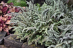 Japanese Painted Fern (Athyrium nipponicum 'Pictum') at Make It Green Garden Centre