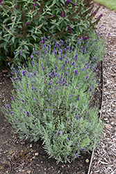 Sweet Romance Lavender (Lavandula angustifolia 'Kerlavangem') at Make It Green Garden Centre