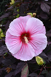 Starry Starry Night Hibiscus (Hibiscus 'Starry Starry Night') at Make It Green Garden Centre