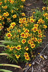 UpTick Gold and Bronze Tickseed (Coreopsis 'Baluptgonz') at Make It Green Garden Centre