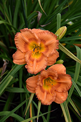 Earlybird Oriole Daylily (Hemerocallis 'Centerton One') at Make It Green Garden Centre