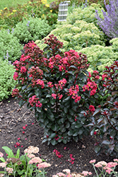 Cherry Mocha Crapemyrtle (Lagerstroemia 'Cherry Mocha') at Make It Green Garden Centre