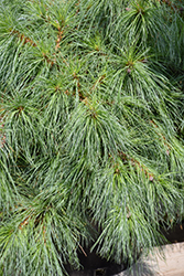 Niagara Falls Eastern White Pine (Pinus strobus 'Niagara Falls') at Make It Green Garden Centre