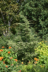 Gentsch White Hemlock (Tsuga canadensis 'Gentsch White') at Lurvey Garden Center