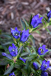 True Blue Gentian (Gentiana 'True Blue') at Make It Green Garden Centre