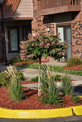 Quick Fire Hydrangea (tree form) (Hydrangea paniculata 'Bulk') at Make It Green Garden Centre