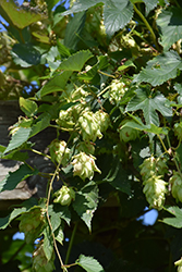 Hops (Humulus lupulus) at Make It Green Garden Centre