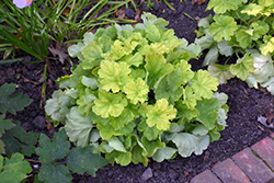 Northern Exposure Lime Coral Bells (Heuchera 'TNHEUNEL') at Make It Green Garden Centre