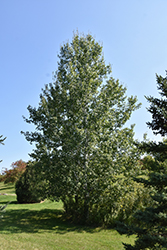 Trembling Aspen (Populus tremuloides) at Lurvey Garden Center