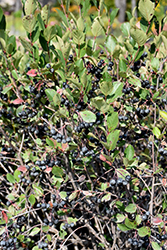 Black Chokeberry (Aronia melanocarpa) at Make It Green Garden Centre