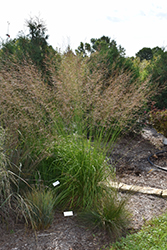 Skyracer Moor Grass (Molinia caerulea 'Skyracer') at Make It Green Garden Centre