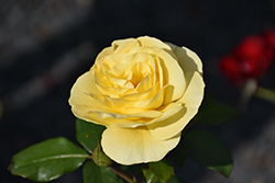 High Voltage Rose (Rosa 'BAIage') at Make It Green Garden Centre