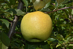Yellow Transparent Apple (Malus 'Yellow Transparent') at Make It Green Garden Centre