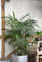 Cat Palm (Chamaedorea cataractarum) at Make It Green Garden Centre