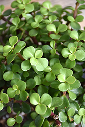 Elephant Food (Portulacaria afra) at Make It Green Garden Centre