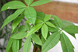 Money Tree (Pachira aquatica) at Make It Green Garden Centre