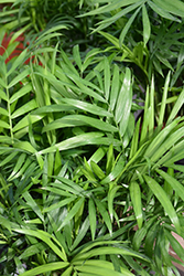 Neanthe Bella Palm (Chamaedorea elegans) at Make It Green Garden Centre