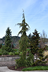 Weeping Nootka Cypress (Chamaecyparis nootkatensis 'Pendula') at Make It Green Garden Centre