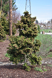 Koster's Falsecypress (Chamaecyparis obtusa 'Kosteri') at Make It Green Garden Centre