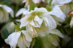 Sparkling Diamond Hellebore (Helleborus 'Sparkling Diamond') at Make It Green Garden Centre