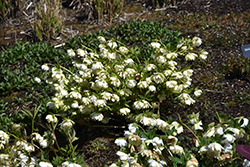 Sparkling Diamond Hellebore (Helleborus 'Sparkling Diamond') at Make It Green Garden Centre