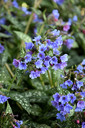 Trevi Fountain Lungwort (Pulmonaria 'Trevi Fountain') at Make It Green Garden Centre