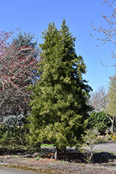 Japanese Umbrella Pine (Sciadopitys verticillata) at Make It Green Garden Centre