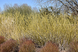 Arctic Fire Yellow Dogwood (Cornus sericea 'SMNCSBD') at Make It Green Garden Centre