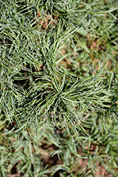 Green Twist White Pine (Pinus strobus 'Green Twist') at Make It Green Garden Centre