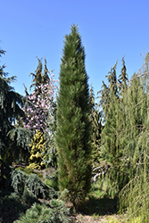 Green Tower Austrian Pine (Pinus nigra 'Green Tower') at Make It Green Garden Centre