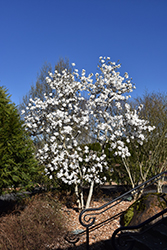 Royal Star Magnolia (Magnolia stellata 'Royal Star') at Make It Green Garden Centre