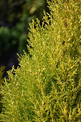 Wilma Goldcrest Monterey Cypress (Cupressus macrocarpa 'Wilma Goldcrest') at Make It Green Garden Centre