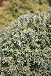 True Blue Dwarf Moss Falsecypress (Chamaecyparis pisifera 'True Blue') at Lurvey Garden Center