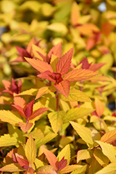 Double Play Candy Corn Spirea (Spiraea japonica 'NCSX1') at Make It Green Garden Centre