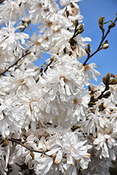 Royal Star Magnolia (Magnolia stellata 'Royal Star') at Make It Green Garden Centre