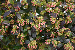 Blueberry Glaze Blueberry (Vaccinium 'ZF08-095') at Make It Green Garden Centre