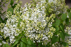 Mount Baker Lilac (Syringa x hyacinthiflora 'Mount Baker') at Lurvey Garden Center