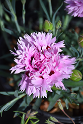 Early Bird Fizzy Pinks (Dianthus 'Wp08 Ver03') at Make It Green Garden Centre