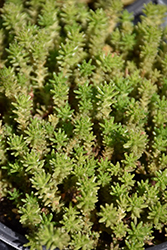 Six Row Stonecrop (Sedum sexangulare) at Make It Green Garden Centre