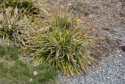 EverColor Everlime Japanese Sedge (Carex oshimensis 'Everlime') at Make It Green Garden Centre