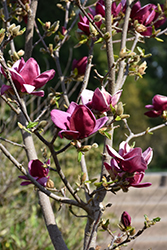 Genie Magnolia (Magnolia 'Genie') at Make It Green Garden Centre