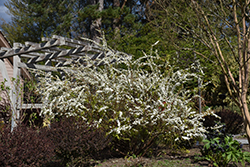 Ogon Spirea (Spiraea thunbergii 'Ogon') at Make It Green Garden Centre