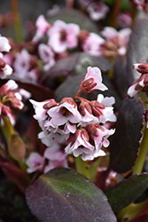 Dragonfly Angel Kiss Bergenia (Bergenia 'Angel Kiss') at Make It Green Garden Centre