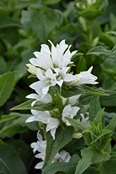 White Clustered Bellflower (Campanula glomerata var. alba) at Make It Green Garden Centre
